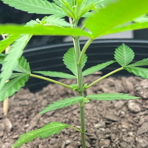 Eenie growlog timeline photo
