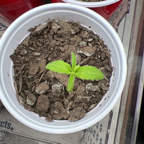 Meenie growlog timeline photo