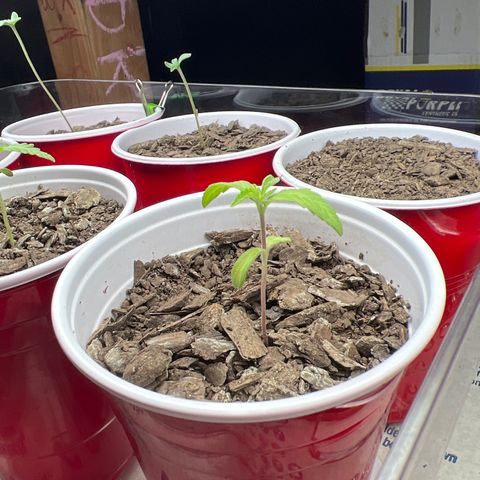 Meenie growlog timeline photo