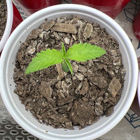 Miney growlog timeline photo