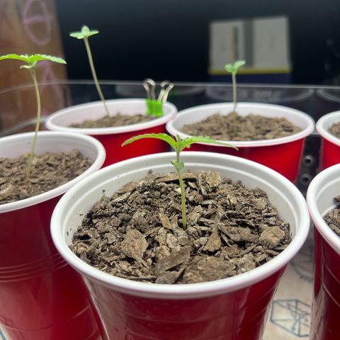 Miney growlog timeline photo
