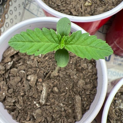 Moe growlog timeline photo