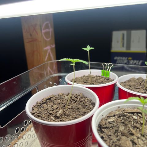 Moe growlog timeline photo