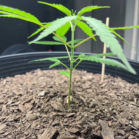 Eenie growlog timeline photo
