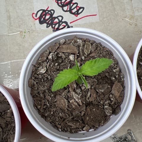 Miney growlog timeline photo