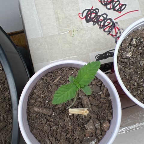 Moe growlog timeline photo