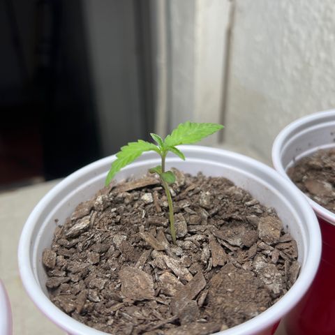 Miney growlog timeline photo