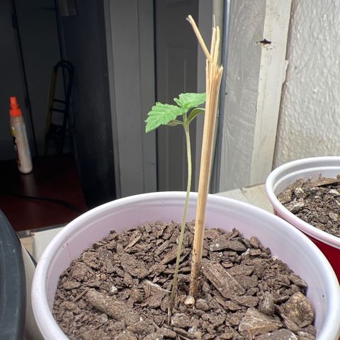 Moe growlog timeline photo