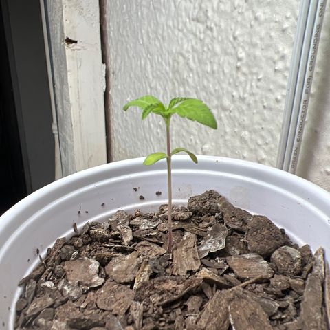 Meenie growlog timeline photo