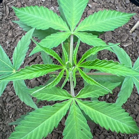 Eenie growlog timeline photo