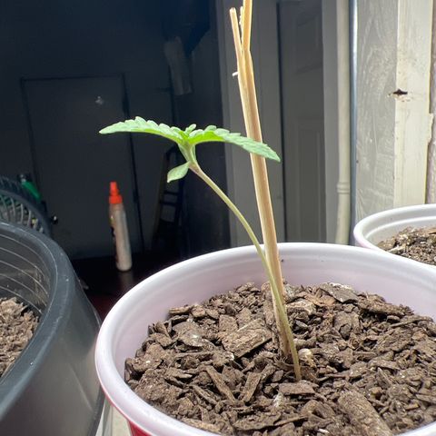 Moe growlog timeline photo