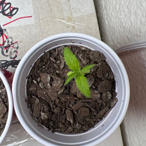 Meenie growlog timeline photo