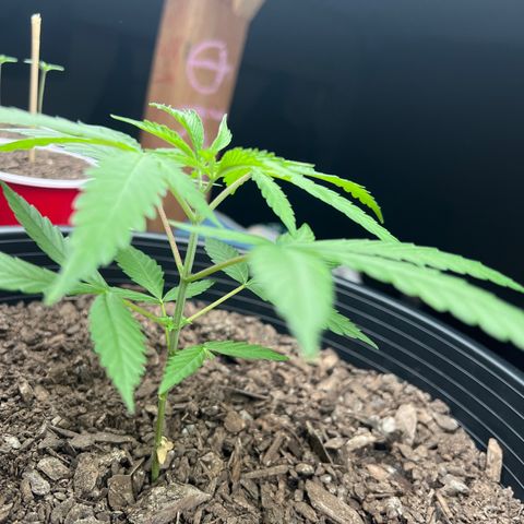Eenie growlog timeline photo