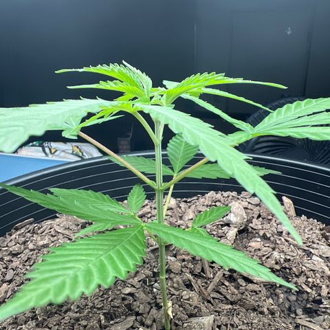 Eenie growlog timeline photo