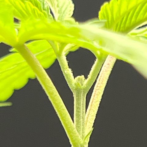 Eenie growlog timeline photo