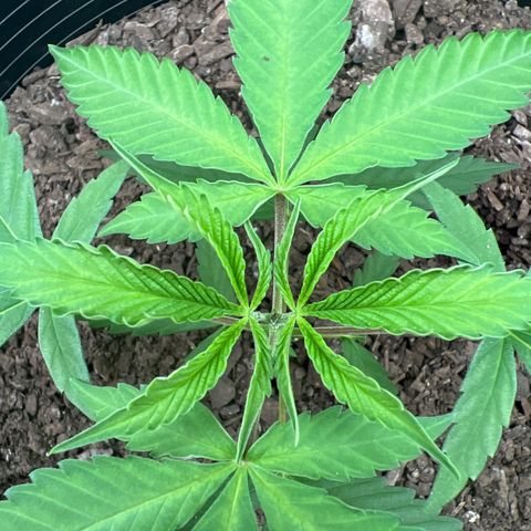 Eenie growlog timeline photo