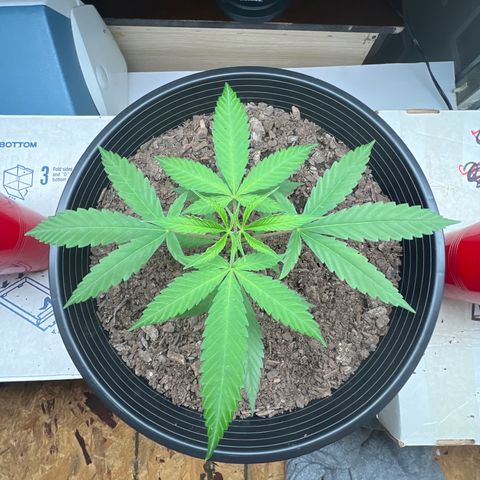 Eenie growlog timeline photo