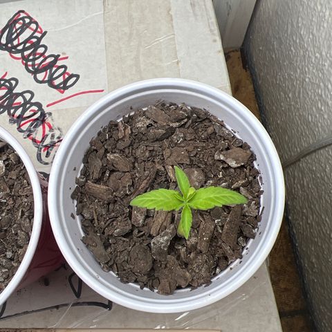Meenie growlog timeline photo