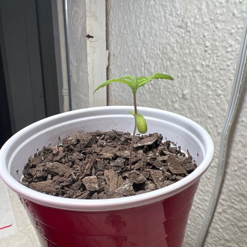 Meenie growlog timeline photo