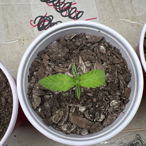 Miney growlog timeline photo