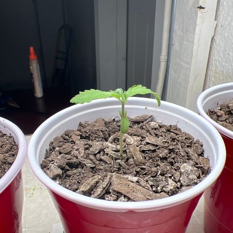Miney growlog timeline photo