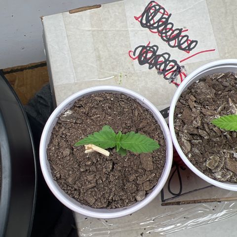 Moe growlog timeline photo