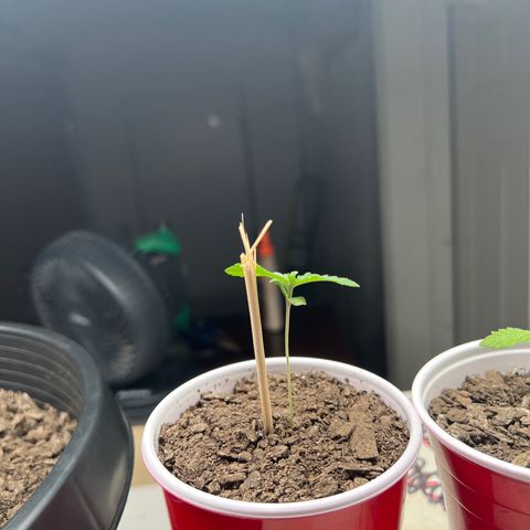 Moe growlog timeline photo