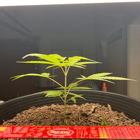 Eenie growlog timeline photo