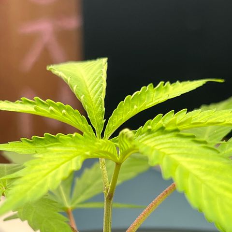Eenie growlog timeline photo