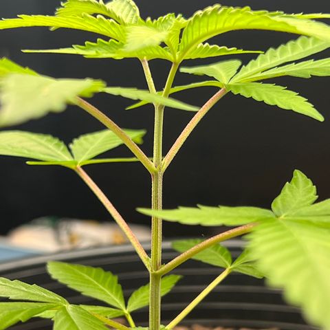 Eenie growlog timeline photo