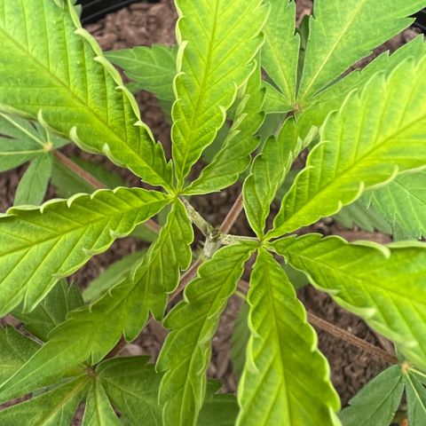 Eenie growlog timeline photo