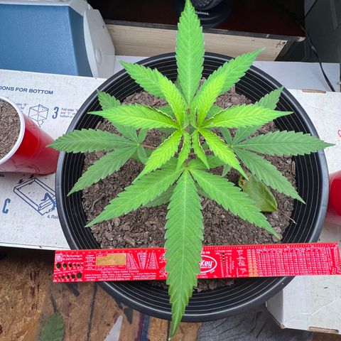 Eenie growlog timeline photo