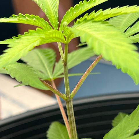 Eenie growlog timeline photo