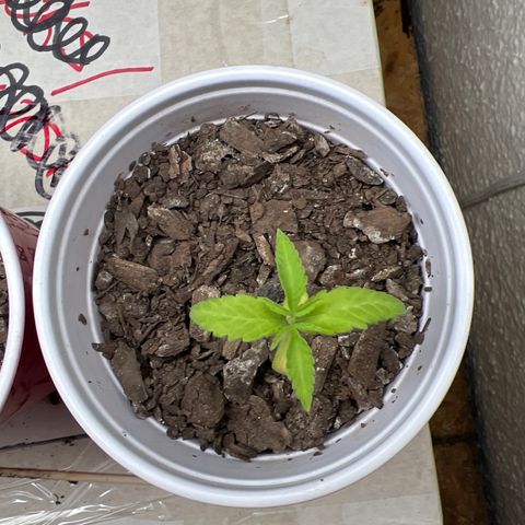 Meenie growlog timeline photo