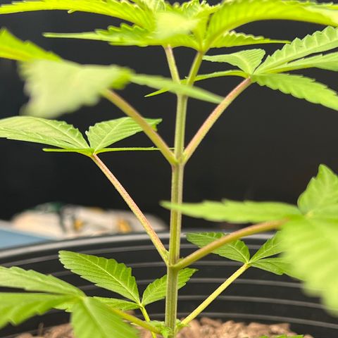 Eenie growlog timeline photo