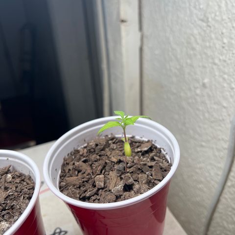 Meenie growlog timeline photo