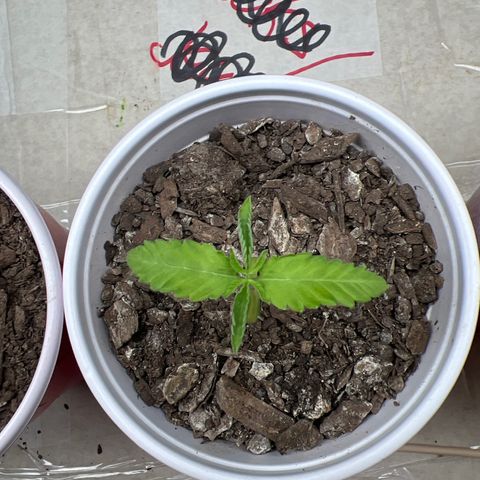 Miney growlog timeline photo