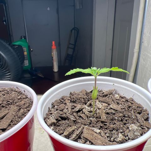 Miney growlog timeline photo