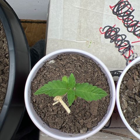 Moe growlog timeline photo