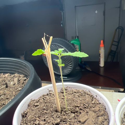 Moe growlog timeline photo