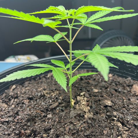 Eenie growlog timeline photo