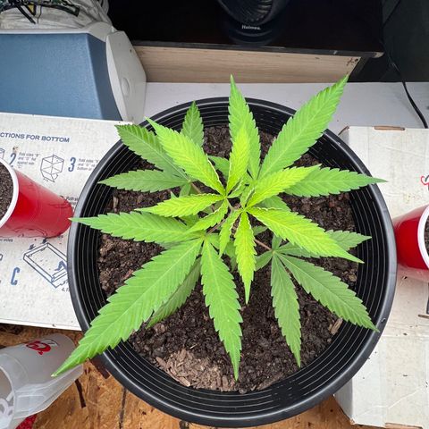 Eenie growlog timeline photo