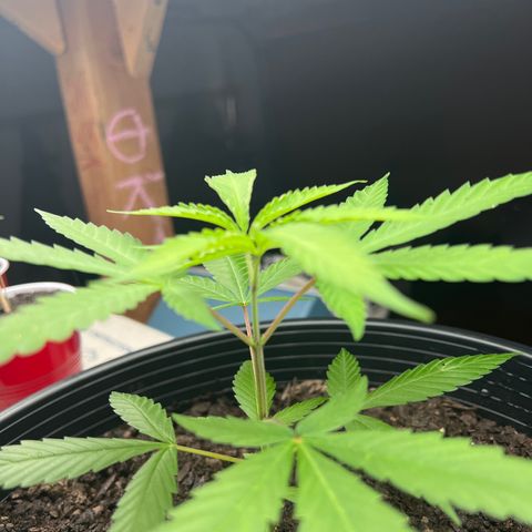 Eenie growlog timeline photo