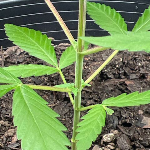 Eenie growlog timeline photo