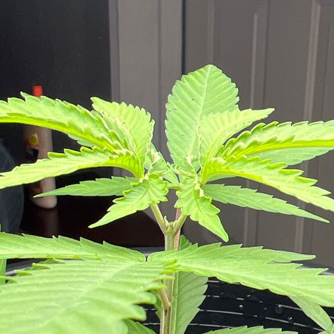 Eenie growlog timeline photo