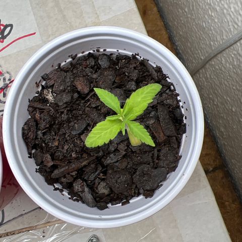 Meenie growlog timeline photo
