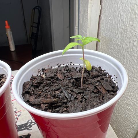 Meenie growlog timeline photo