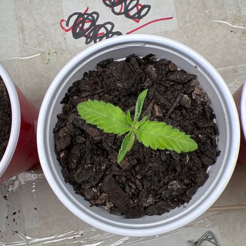 Miney growlog timeline photo