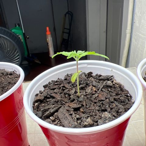 Miney growlog timeline photo