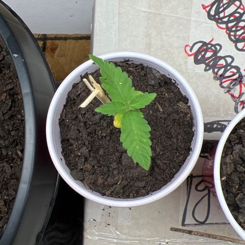 Moe growlog timeline photo
